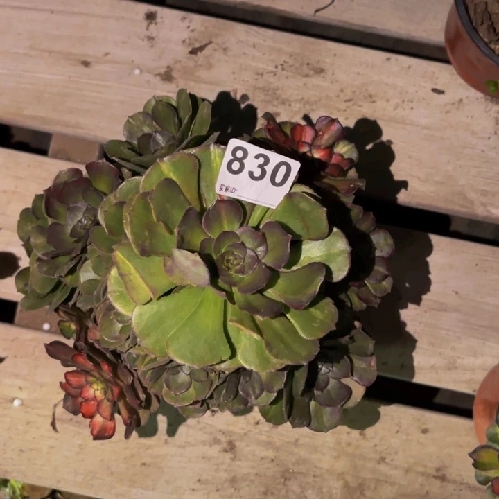 830海王多肉植物不售后七彩