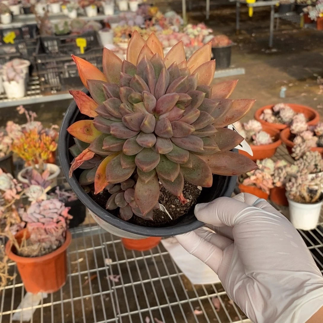 700象牙老桩一物一拍