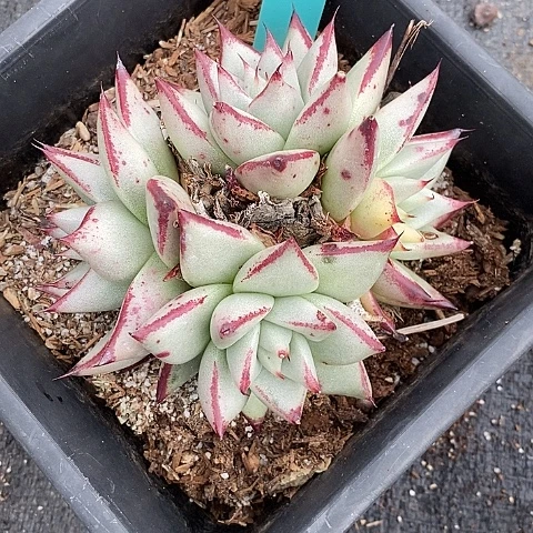 我***～637多肉植物老桩