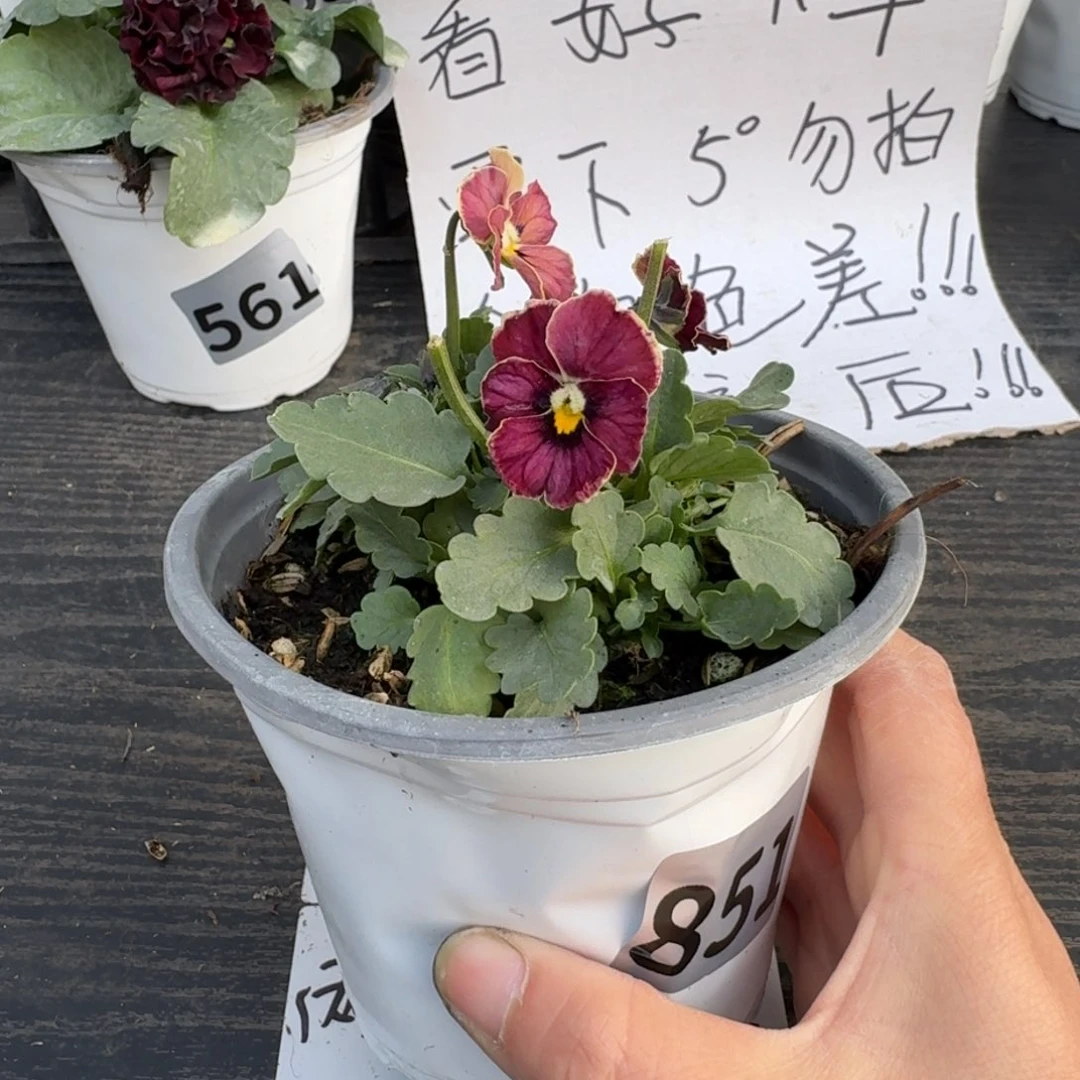 全部花朵851号心跳