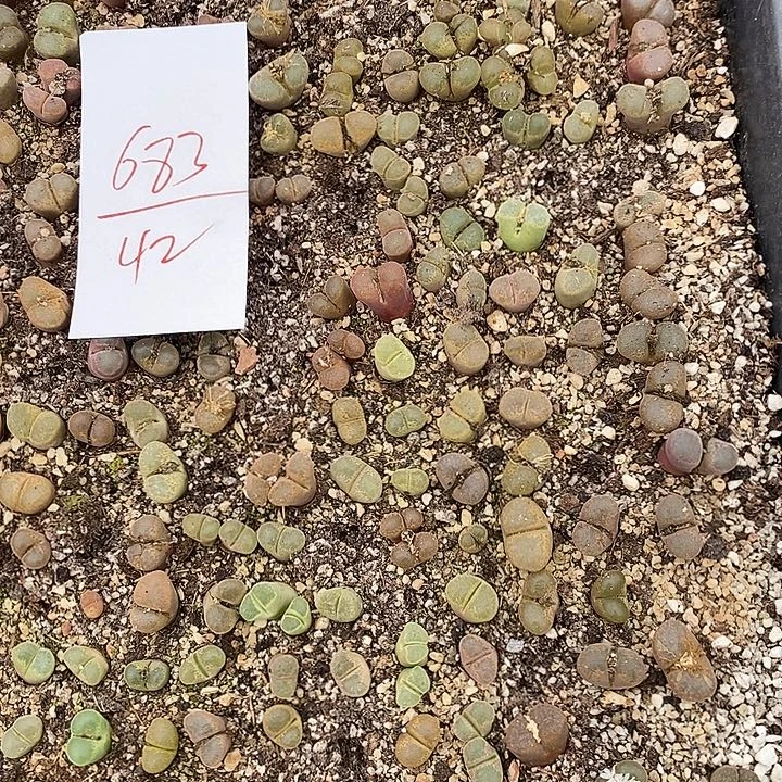 683福利风铃一筐带筐土