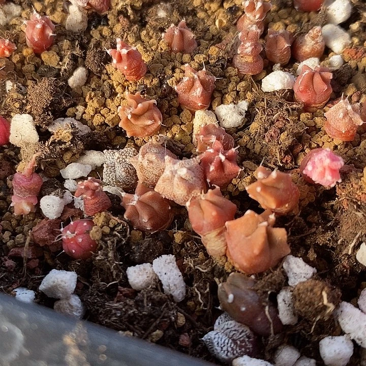 实生鸾凤一颗。