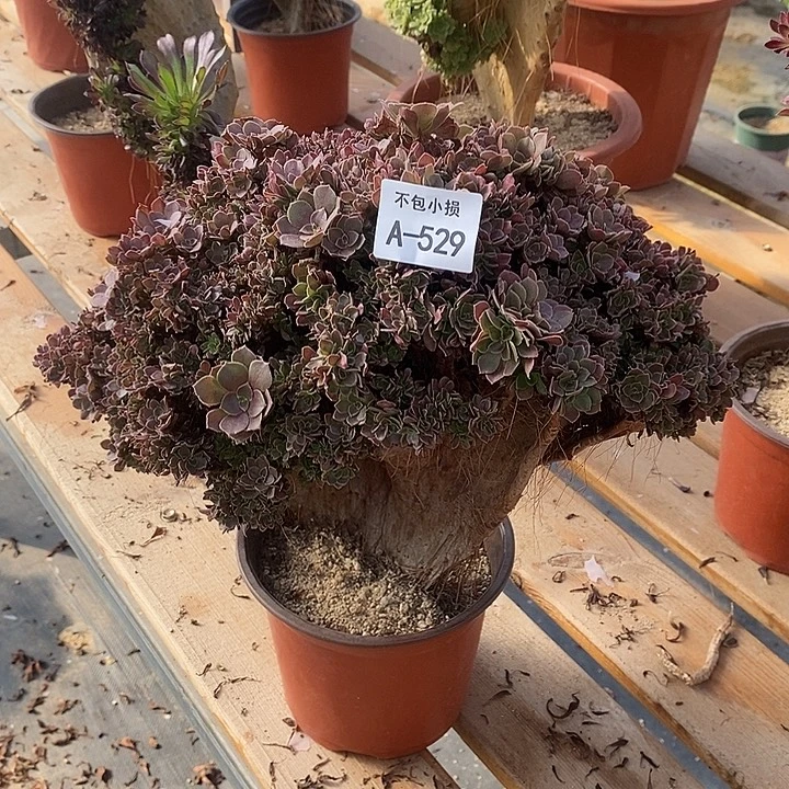 529 玫瑰缀宽33公分带修瑕疵