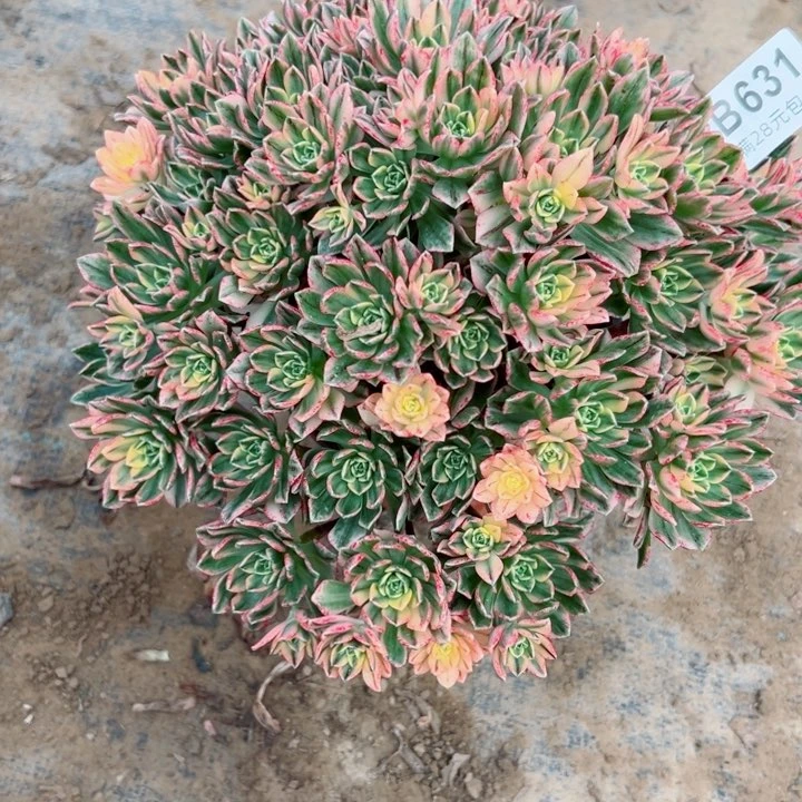 631甜茶多肉植物