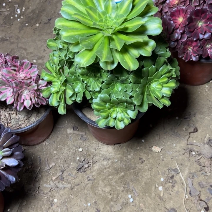 多肉植物翡翠法师78