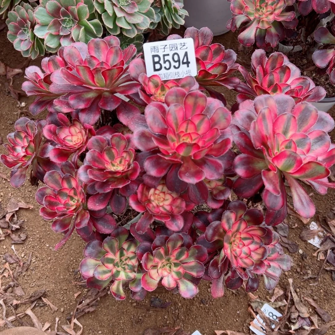 594丽娜尺寸23左右
