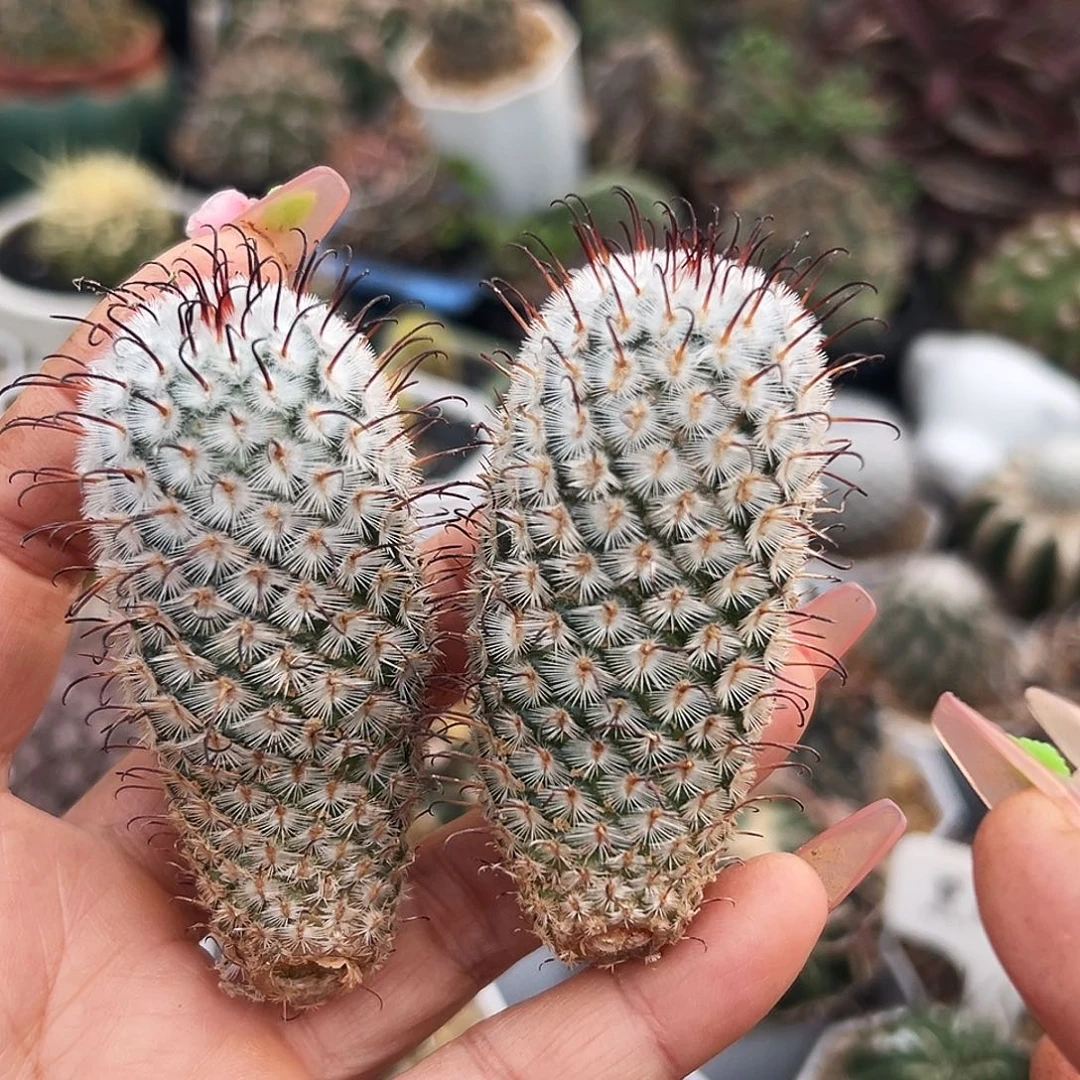 曲词仙人球66666666