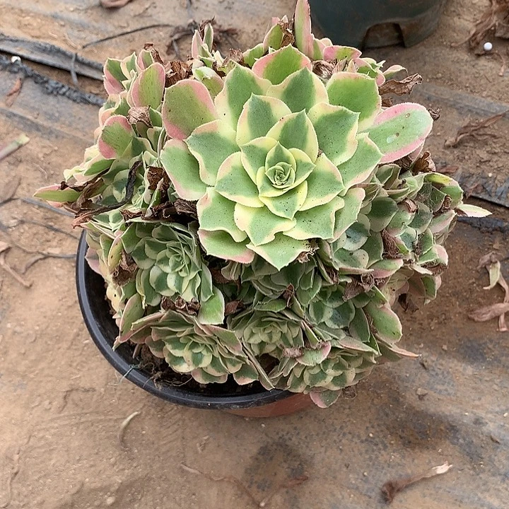 多肉植物叶罗刹379号
