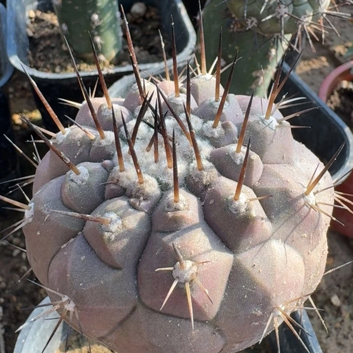 单刺黑王666666666666