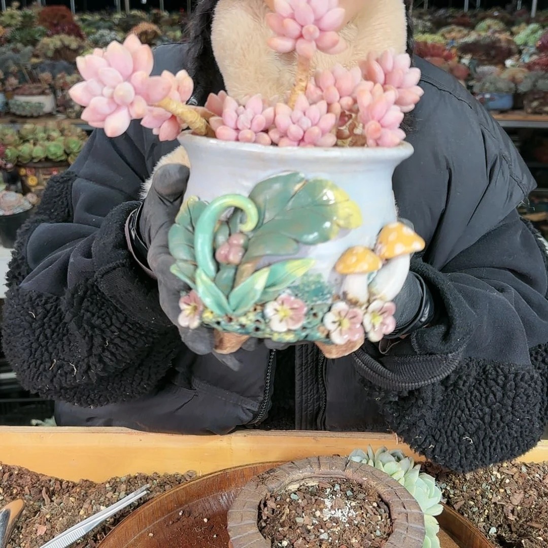 梅****h梅兰竹菊，一套198    肉