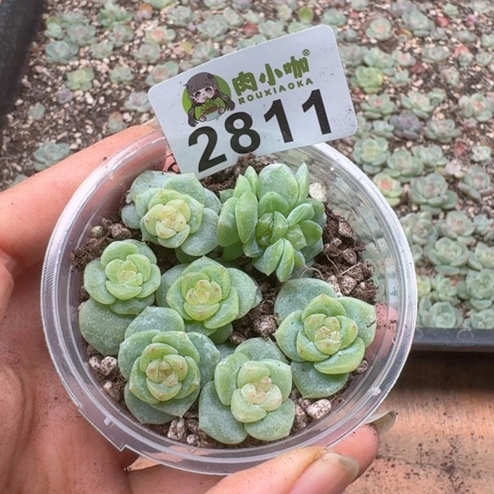 多肉植物多肉植物