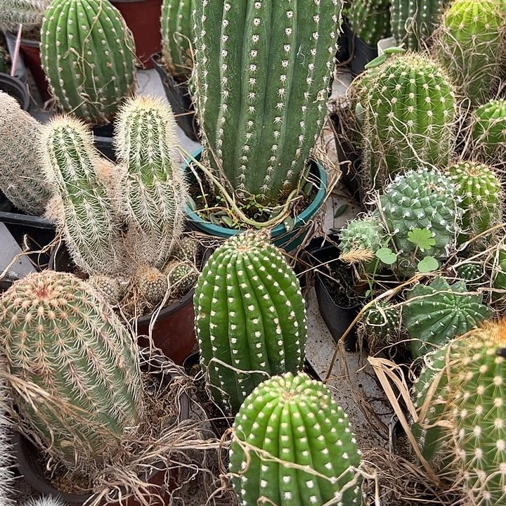 仙人球毛花柱河岸1颗