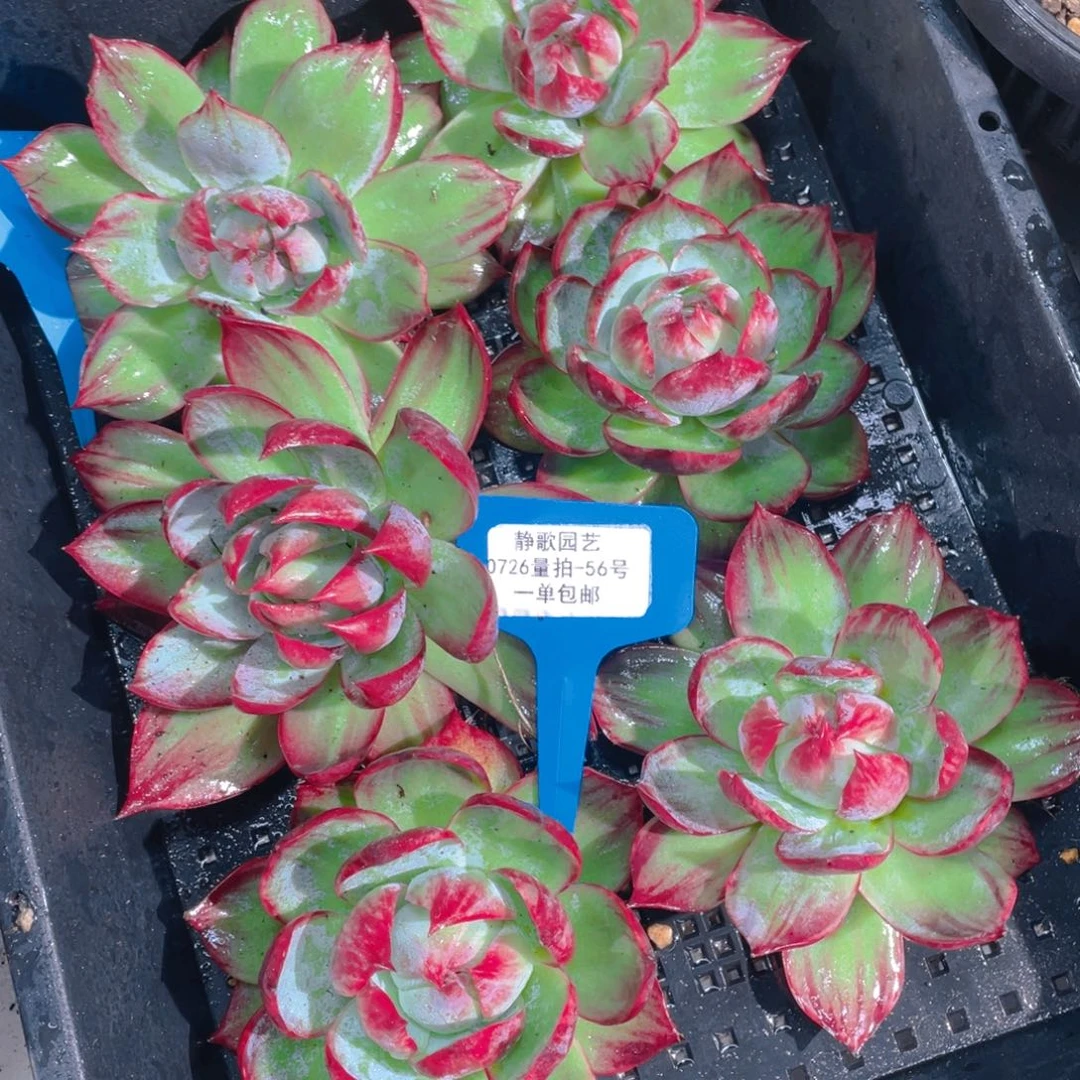 0726-56-宽叶拉丝锦惊鸿仙子一颗