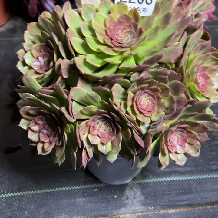 瑞妈一物一拍208