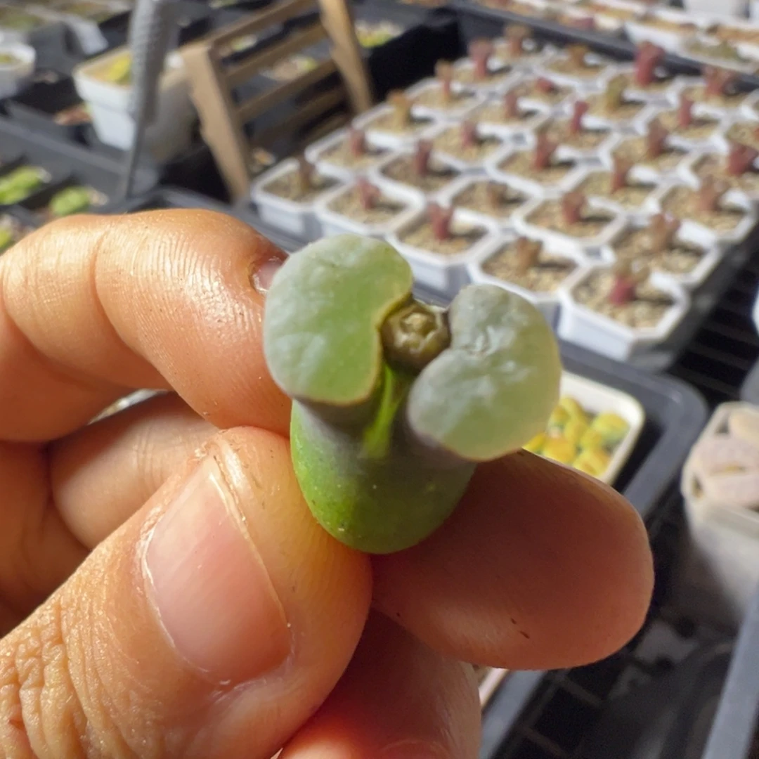 雪花磁铁母本一物一拍