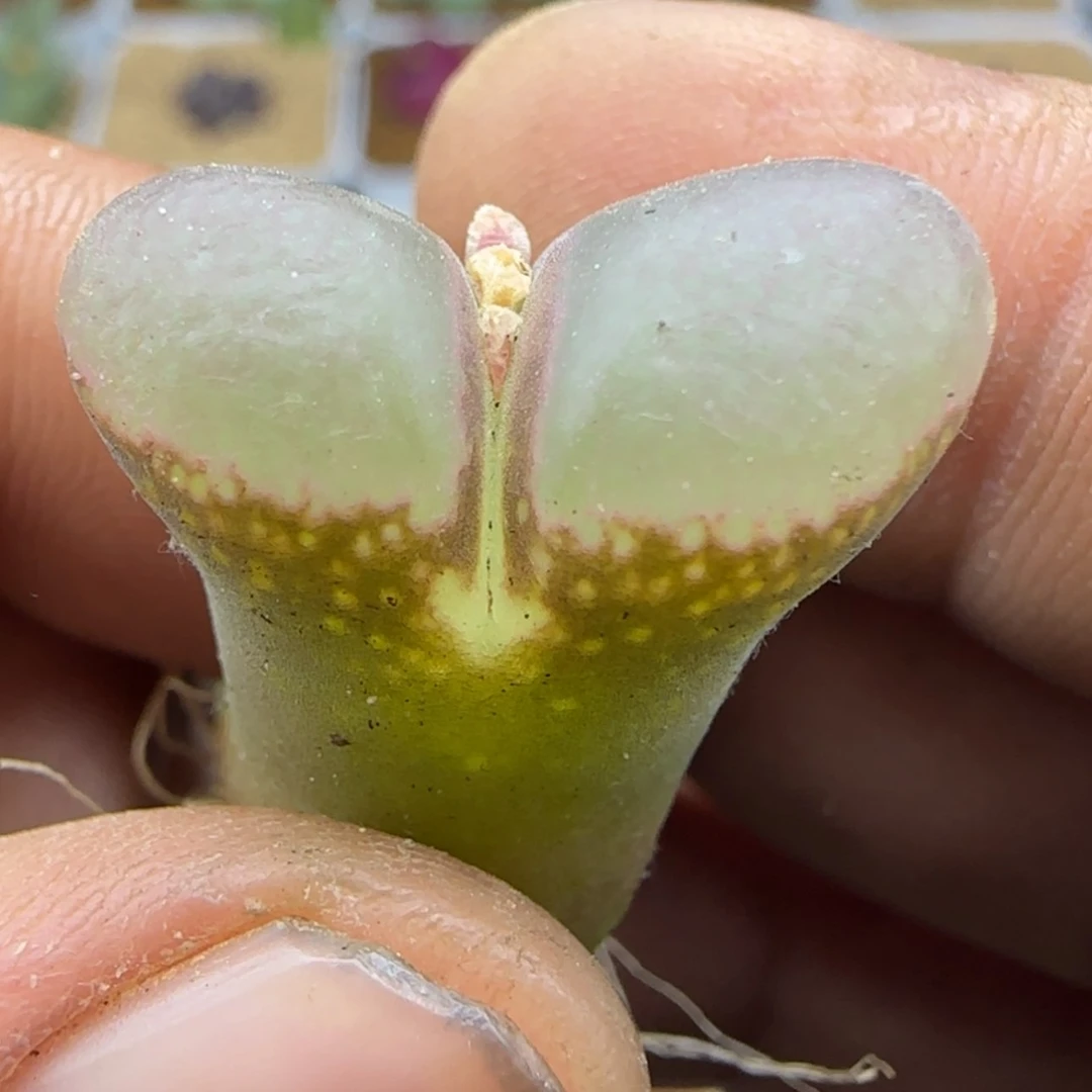 【闪购商品】21931