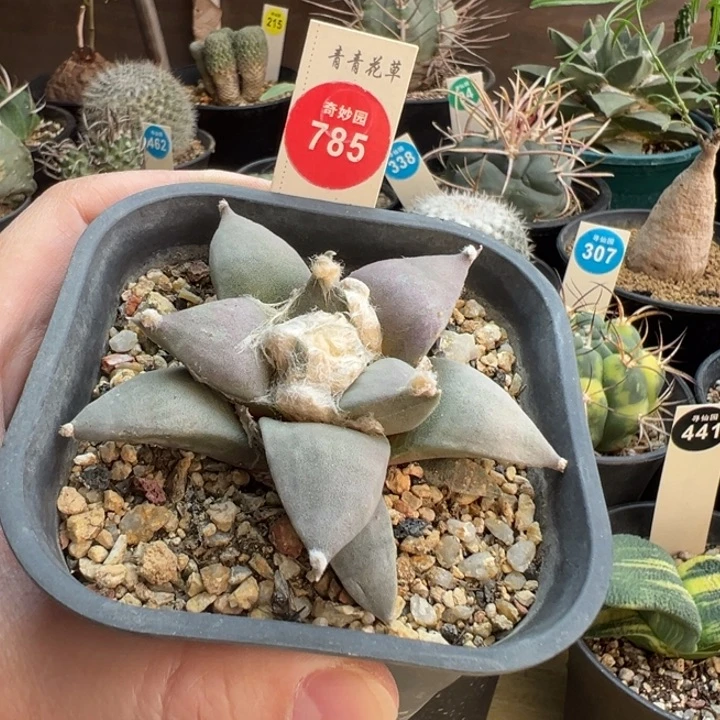 实生紫皮龙牙青瓷牡丹7.9cm