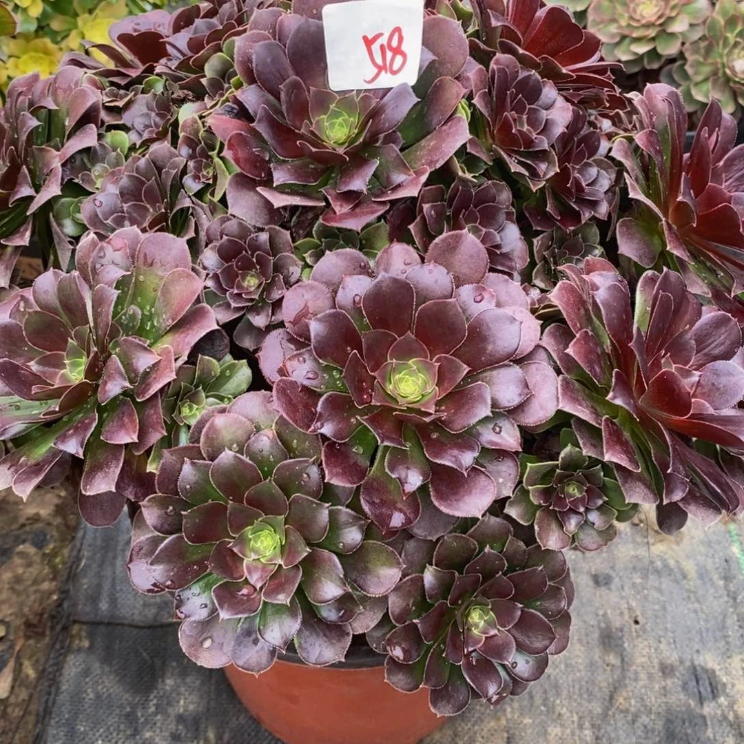 燕*518多肉法师植物荷兰玫瑰