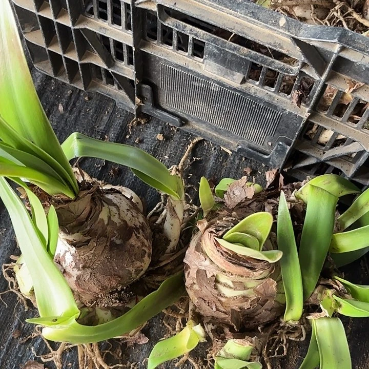 杂交六号开花不售后