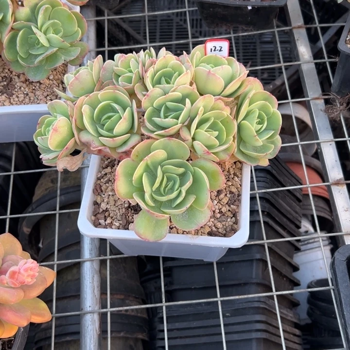 精品多肉植物老桩鸡蛋碧桃缀