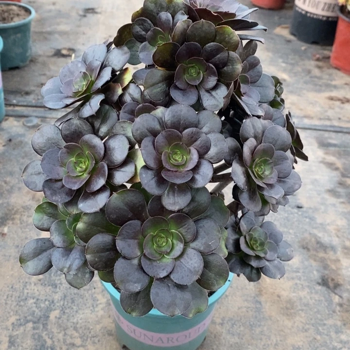 灰圆叶多肉植物9。