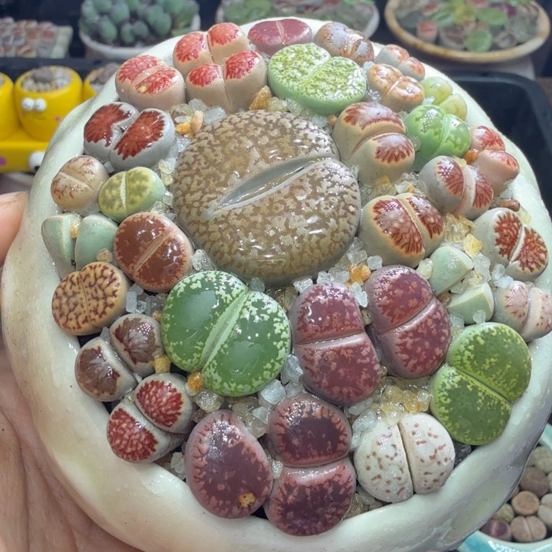 T***。多肉植物福利冲冲冲678