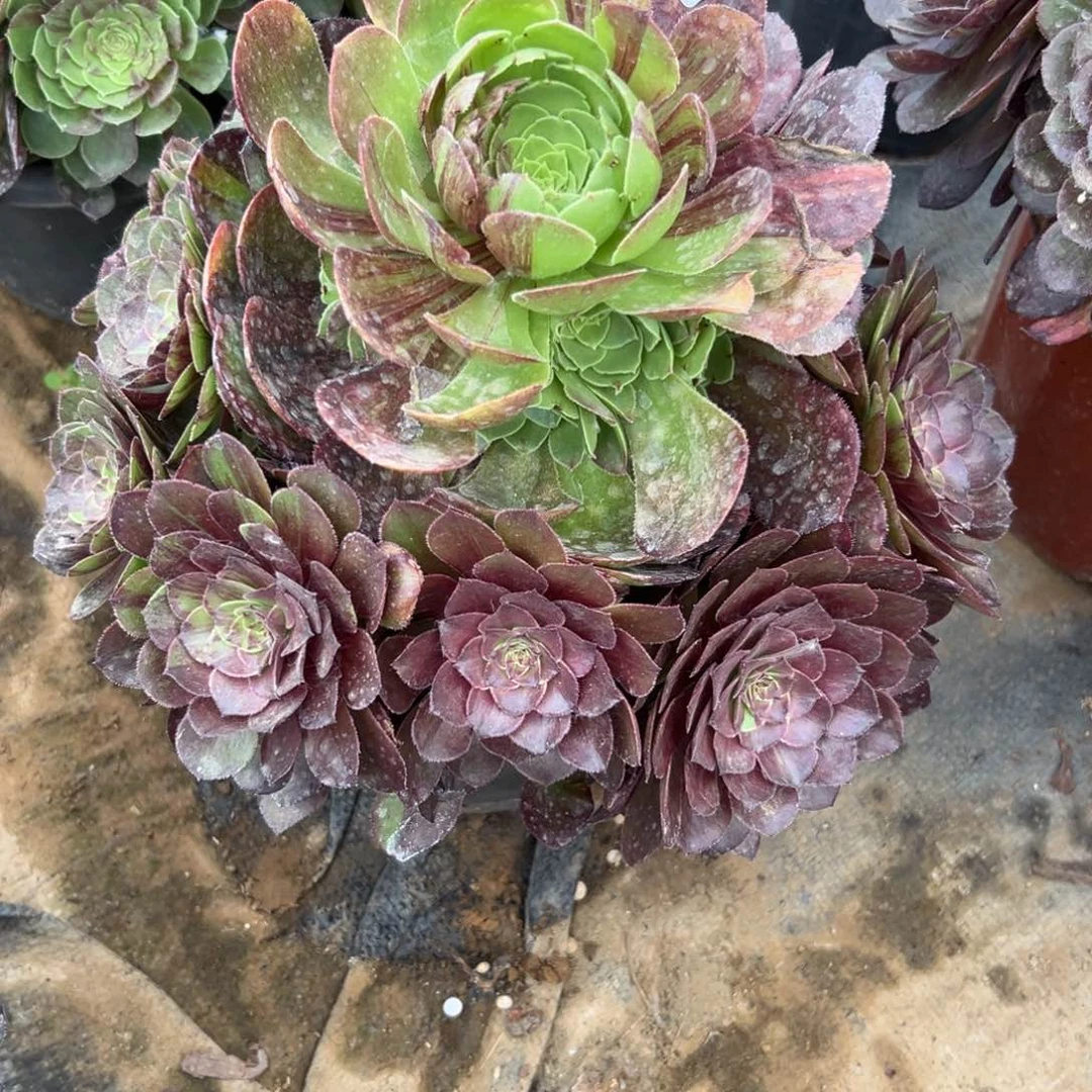 230花月夜多肉植物系