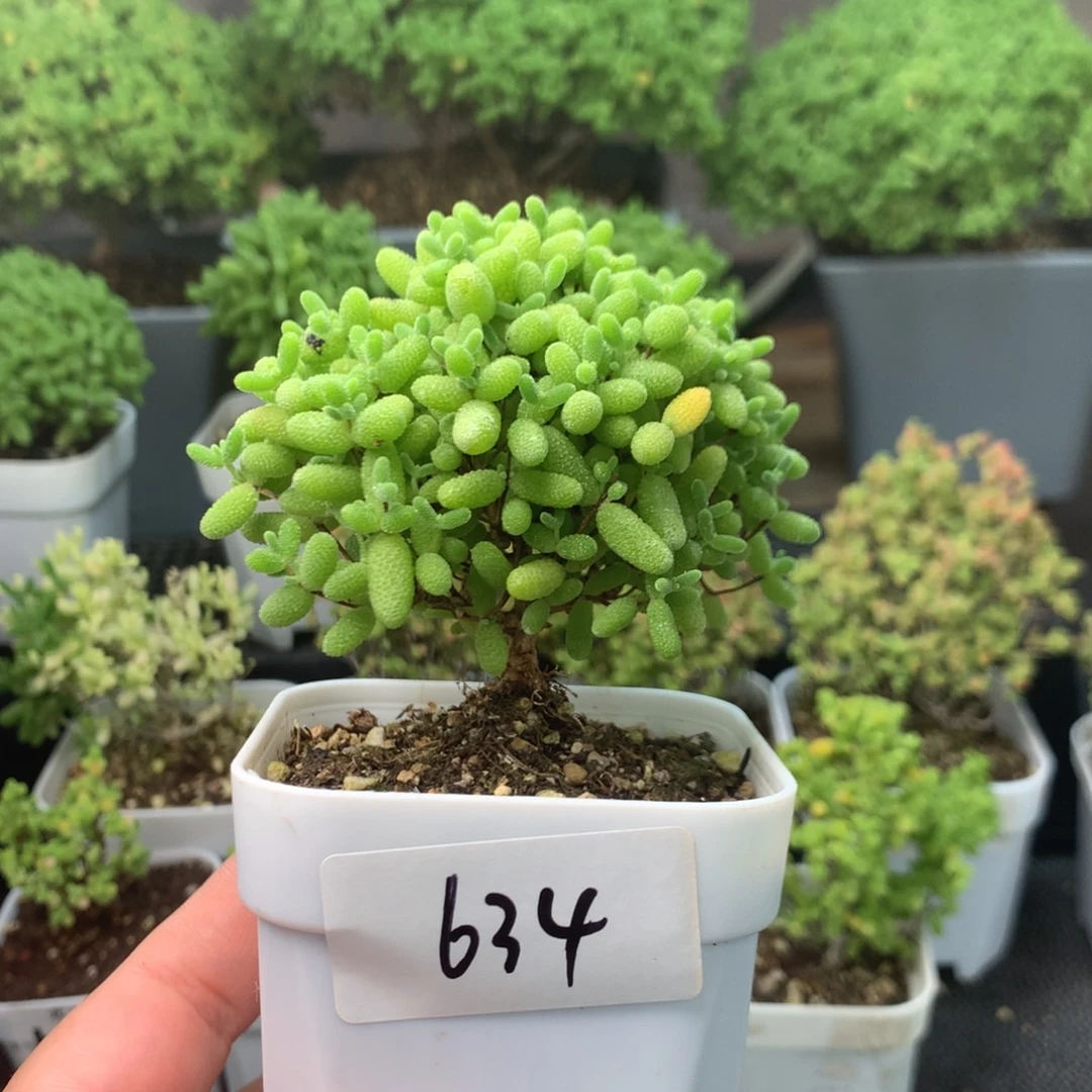 634蜜橘。