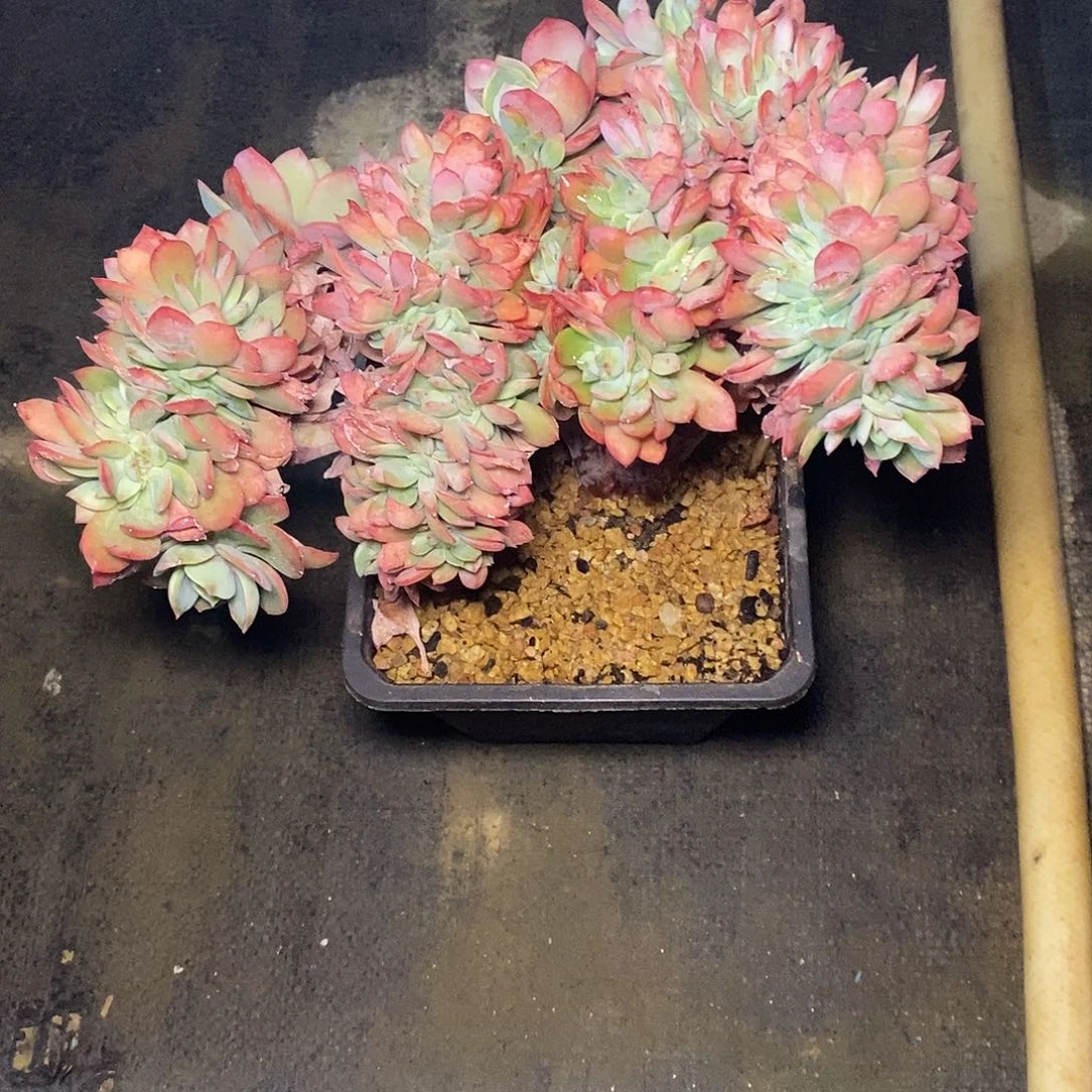 九*一物一拍，霞光缀化