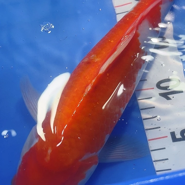 锦鲤锦鲤冷水鱼好养
