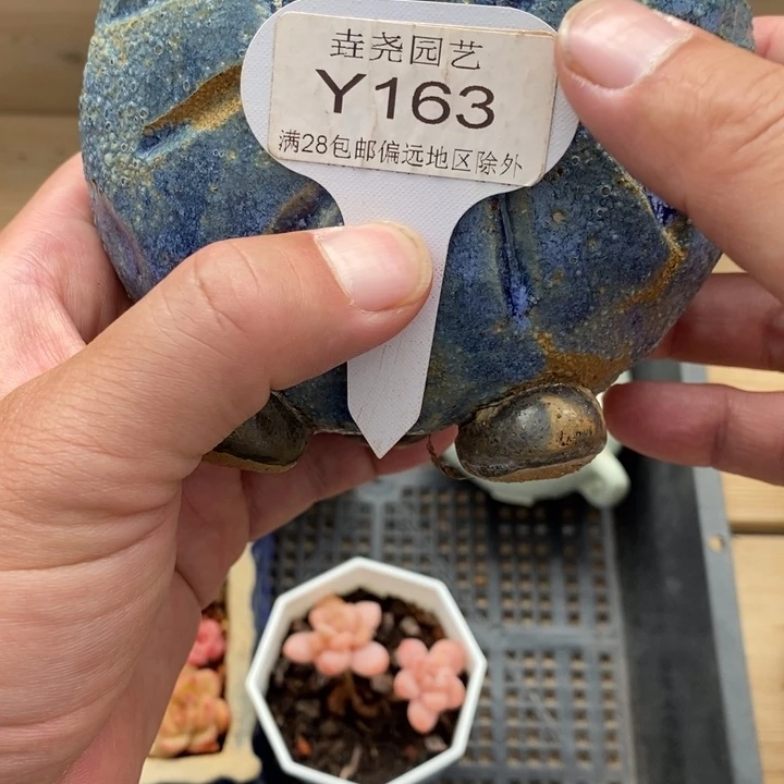 C*0163 太阳花盆一个