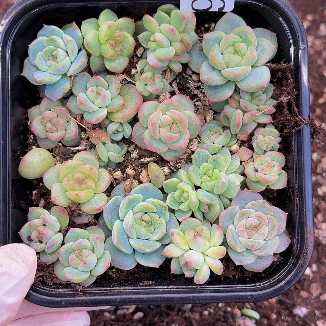 多肉植物多肉植物934
