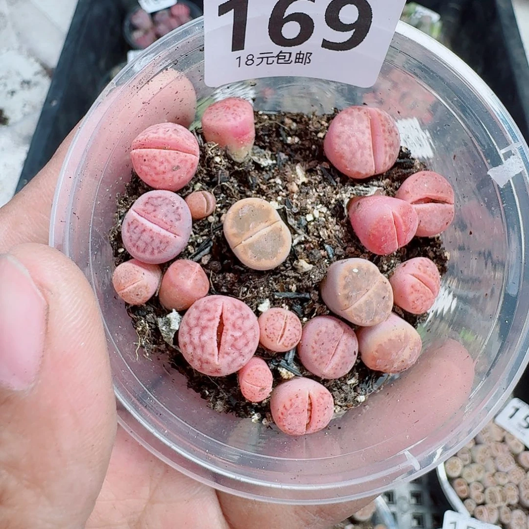 169多肉植物多肉植物