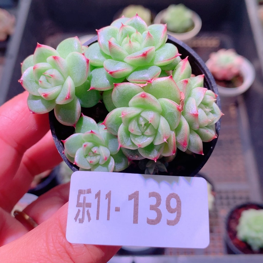 乐然11-139 新品群