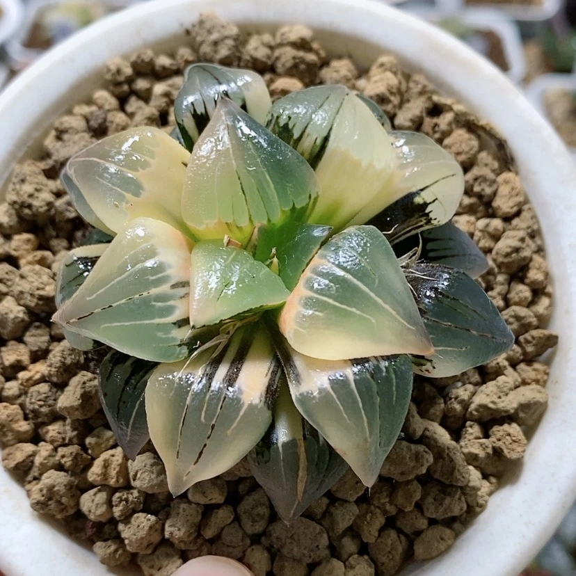 【闪购商品】176红纹