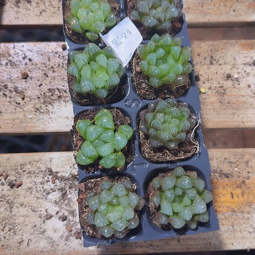 直播福利一物一拍91