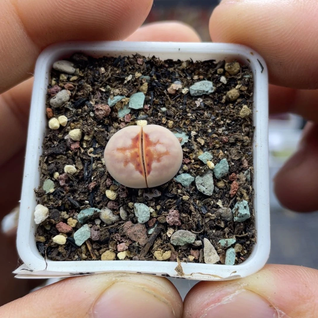 00000000000000000103