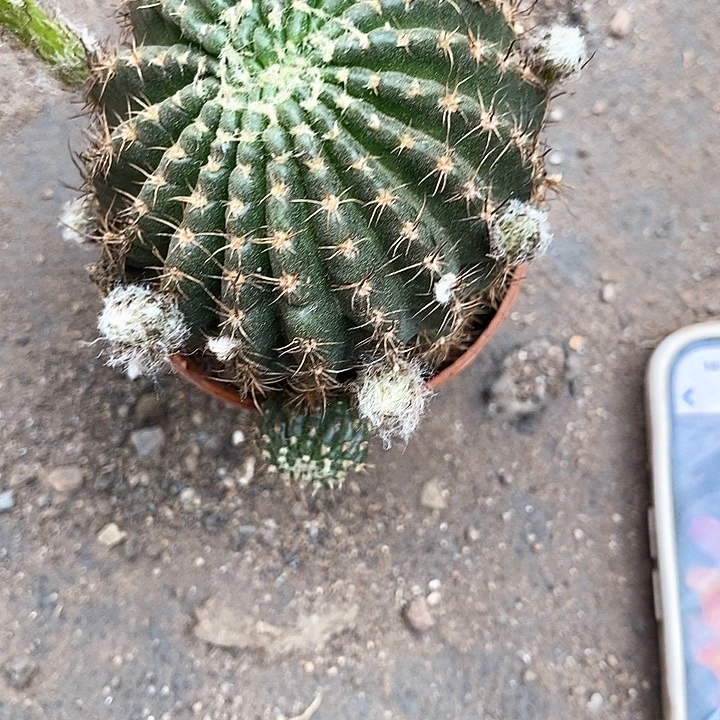 洛丽塔清仓瑕疵36899