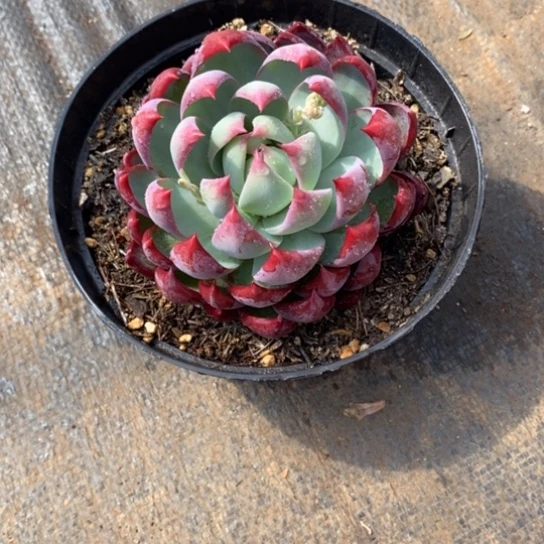 再***你内勾惊鸿仙子8888888