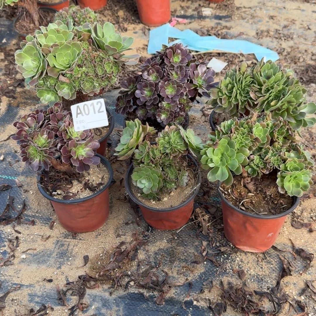 012玫瑰万缀欧紫共6颗呀呀