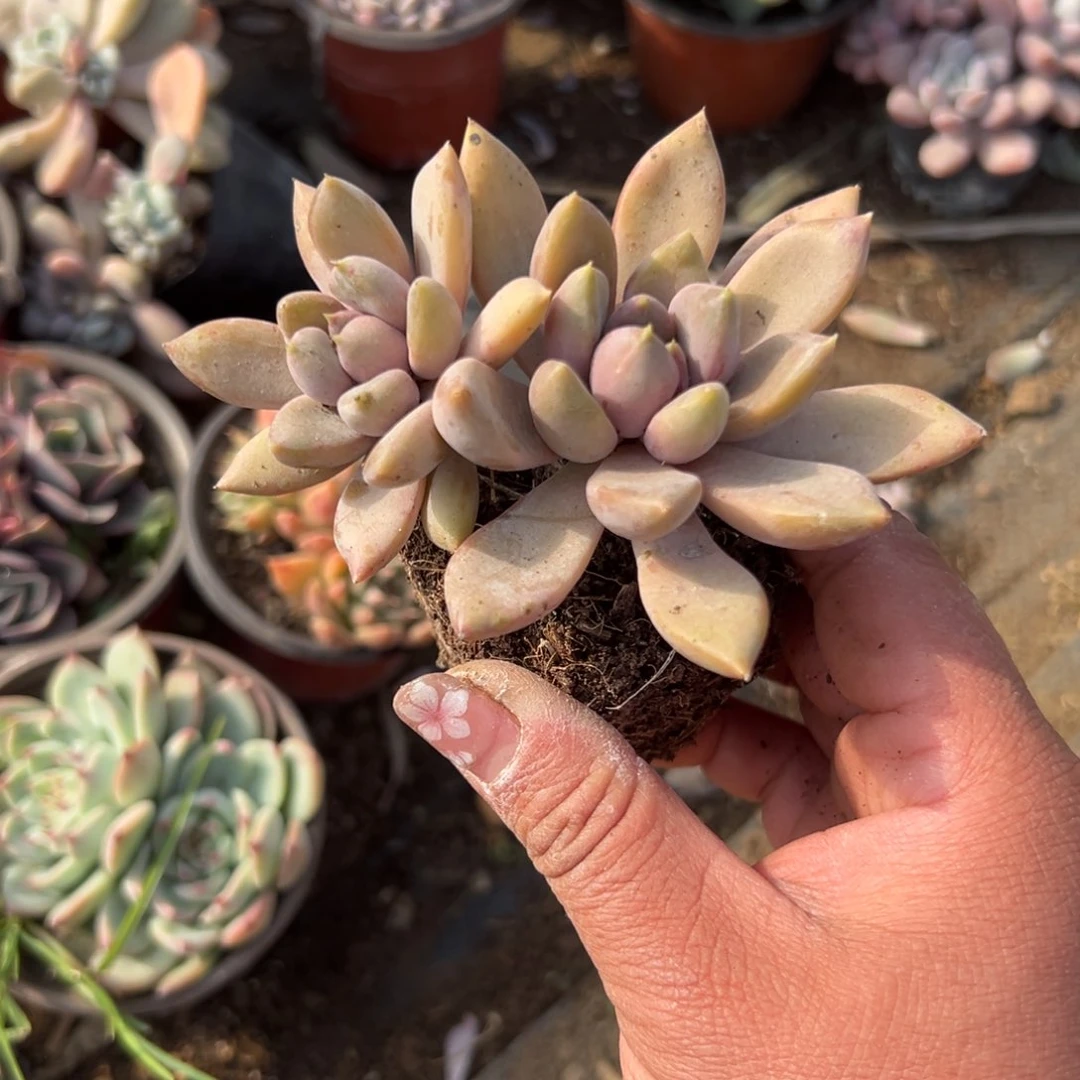 多肉植物象牙老庄