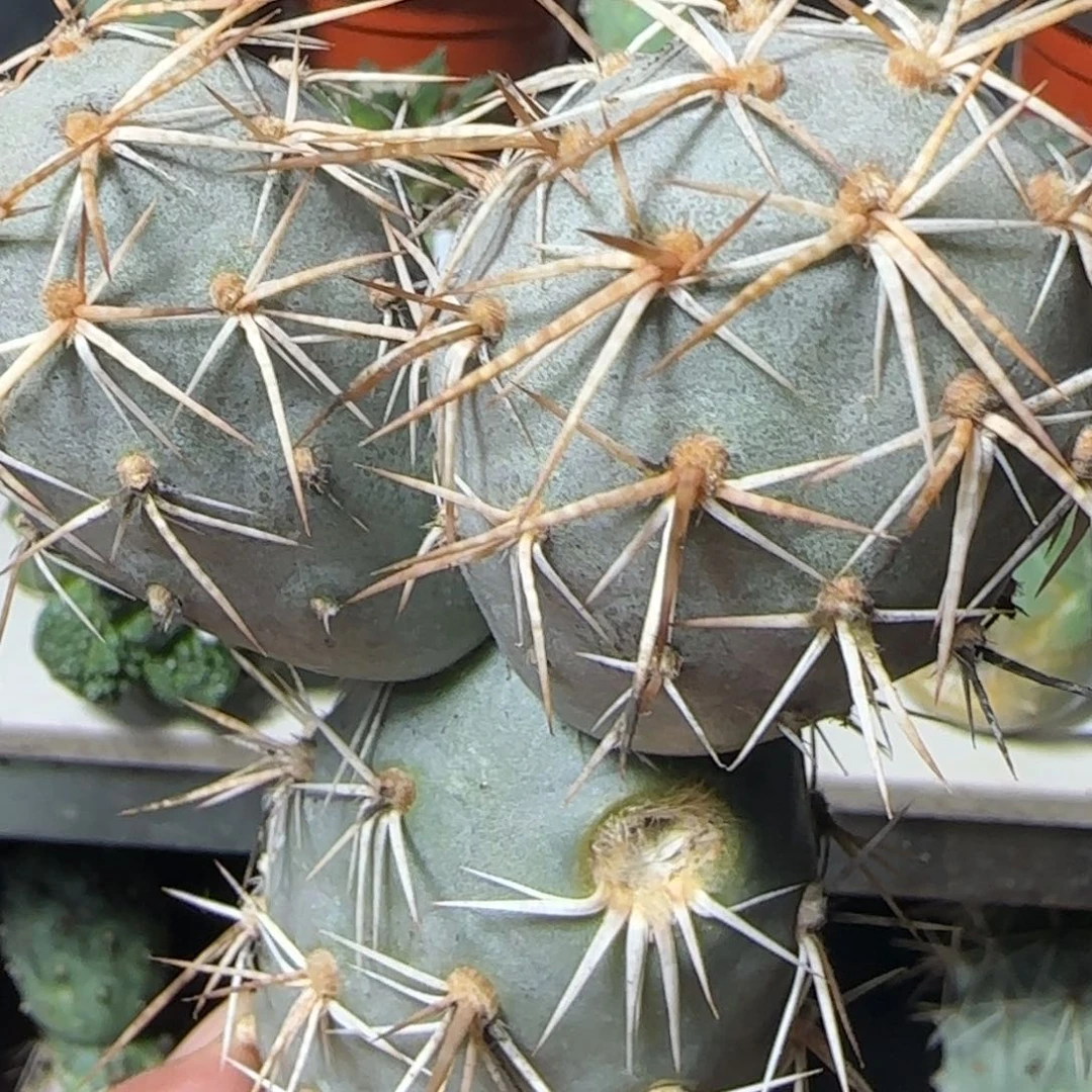 无花朵螺丝纹水牛角金刺落地米奇无根