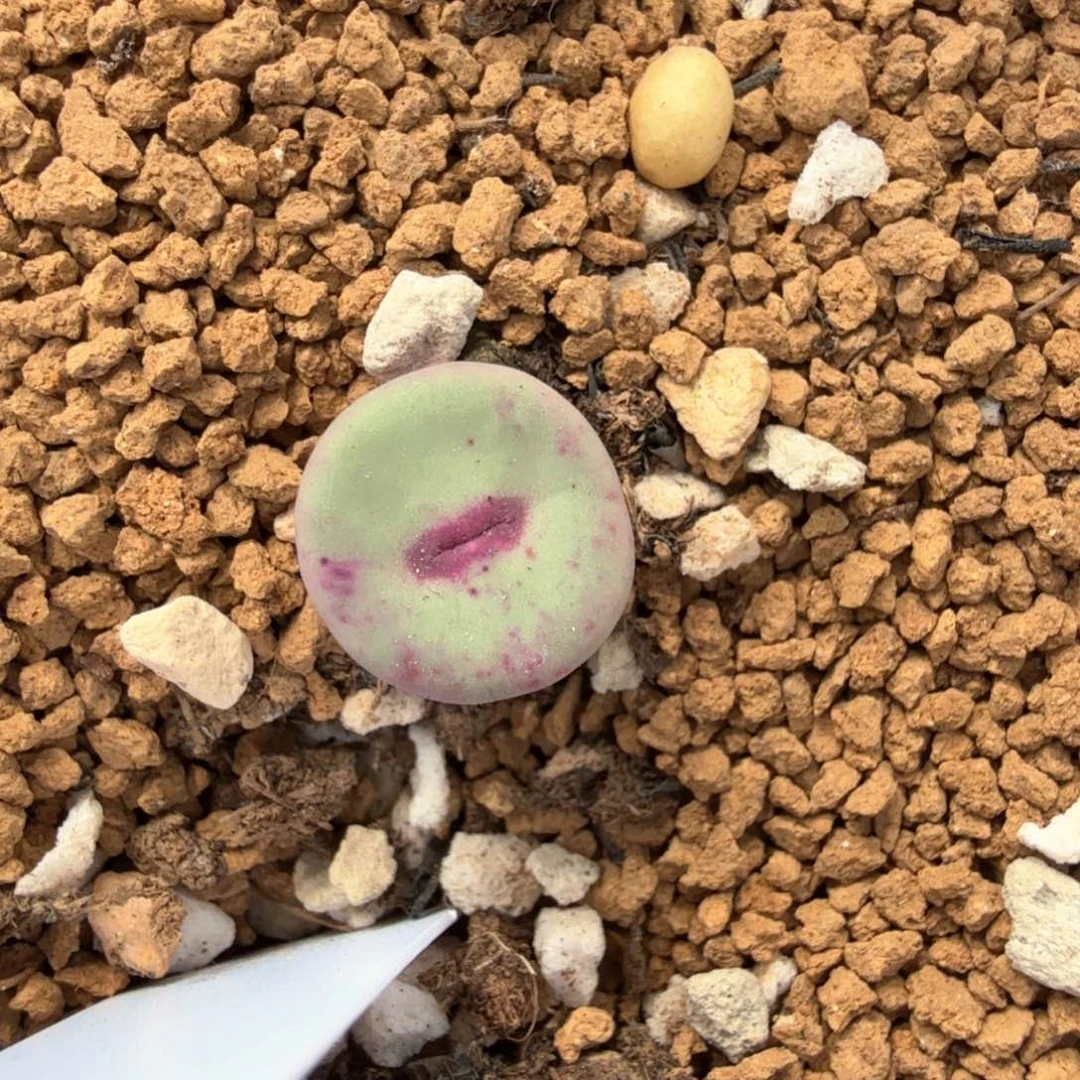 火龙果嘴巴 9-26-L51。