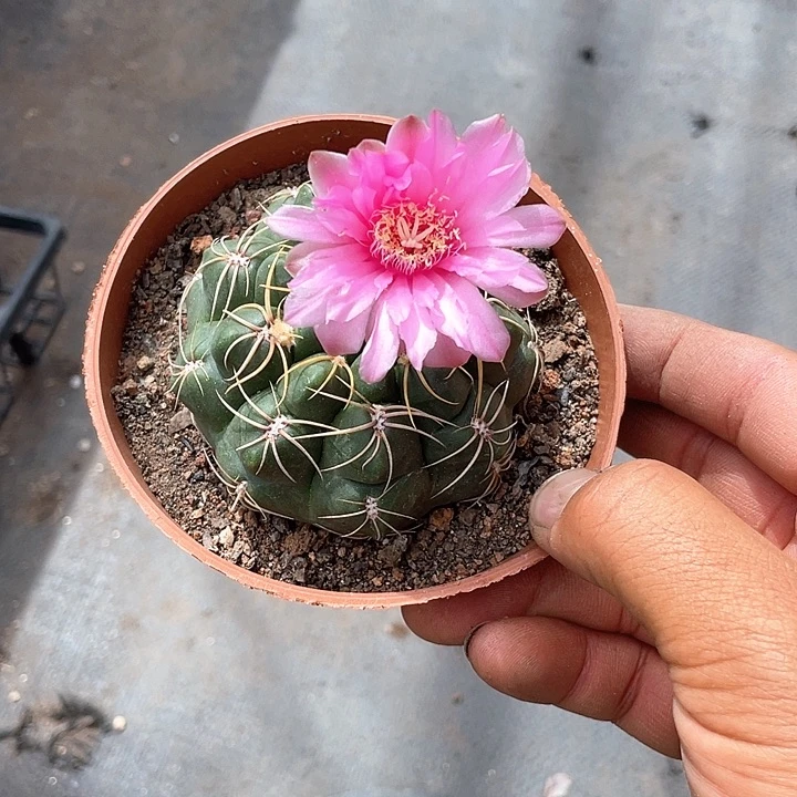 美花海王带盆发货