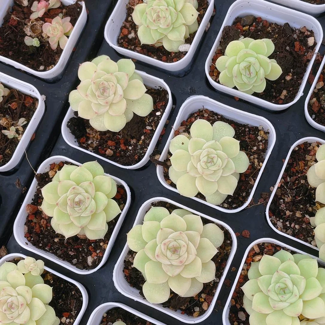 白天鹅麦杆盆一个满25包邮