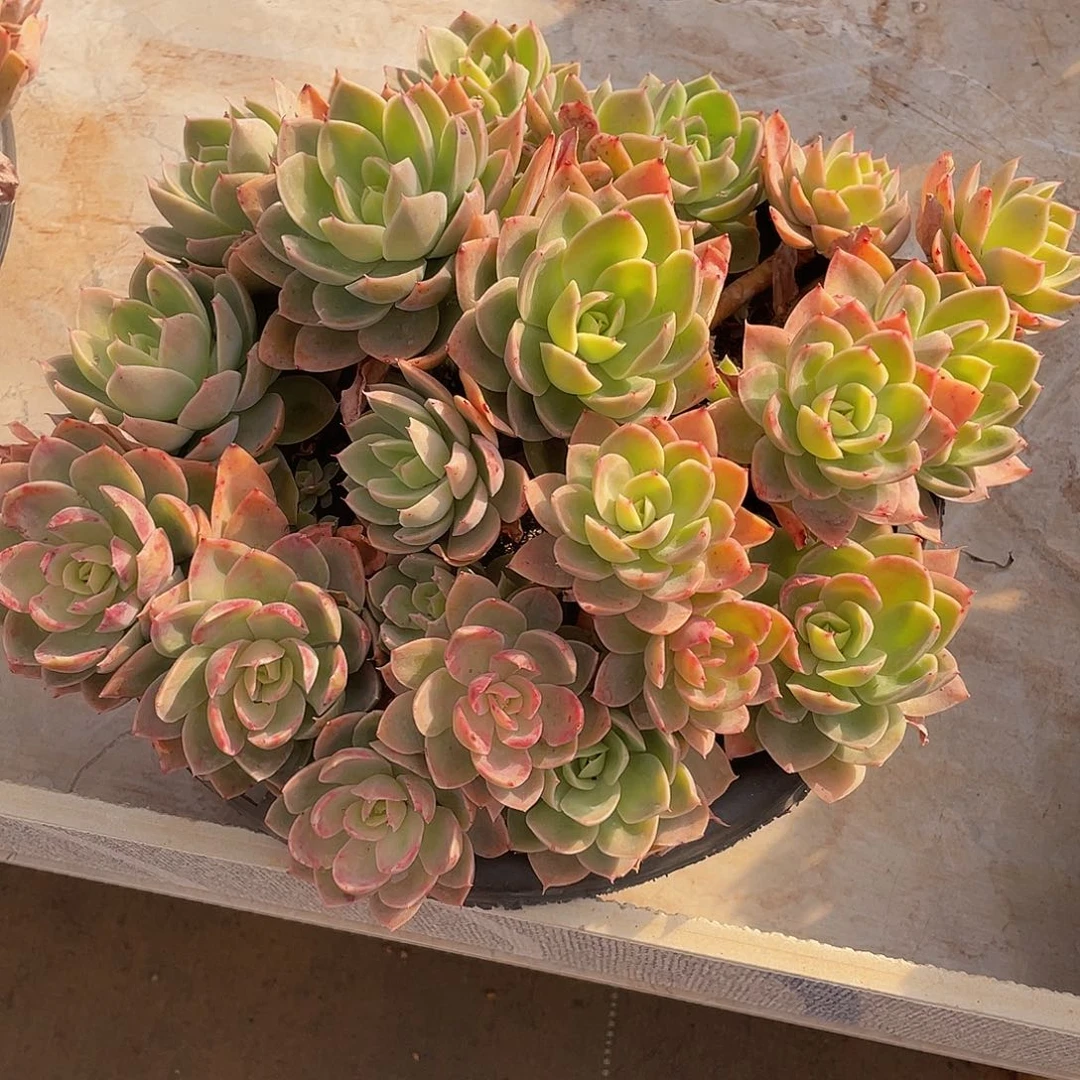 丝绸面纱多肉多肉多肉