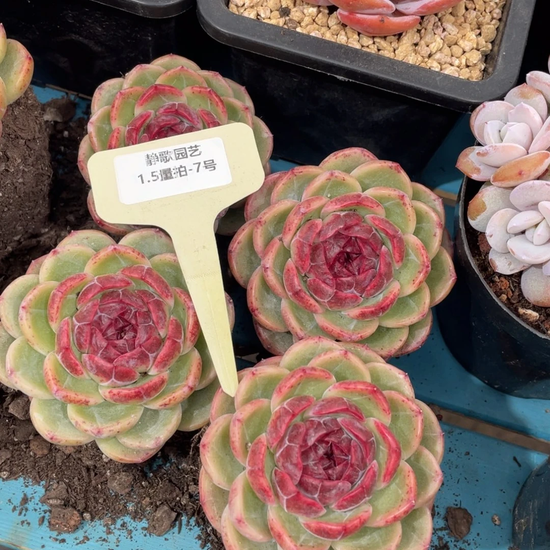 0105-7-新品重庆森林大单头一颗量拍