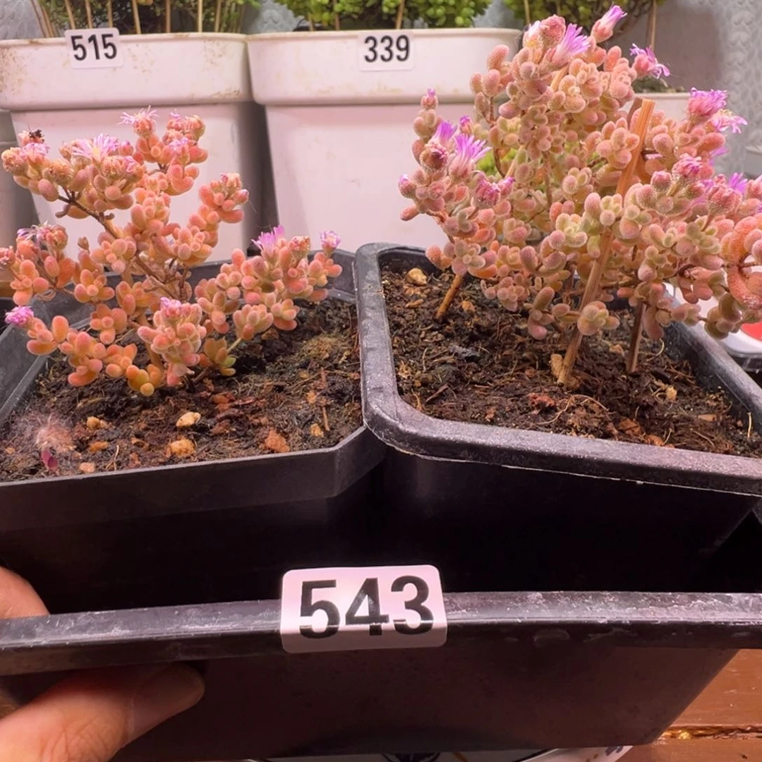 枝干番杏多肉植物额543