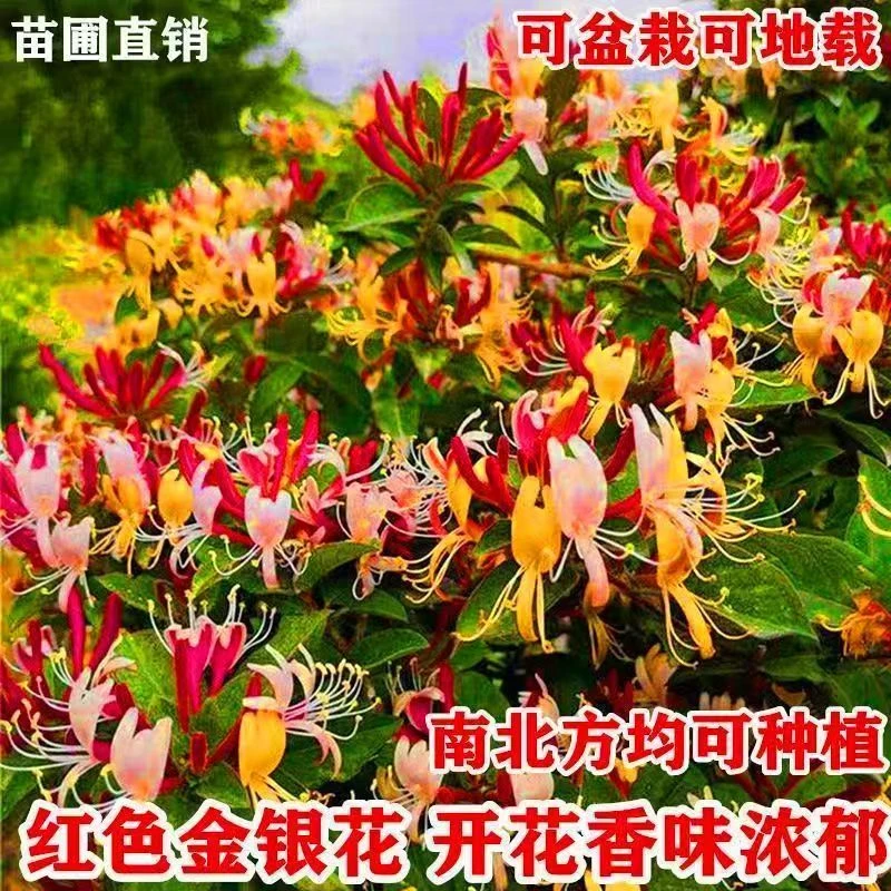 多彩红色金银花多次开花带香味南北方种植抗寒金银花树苗