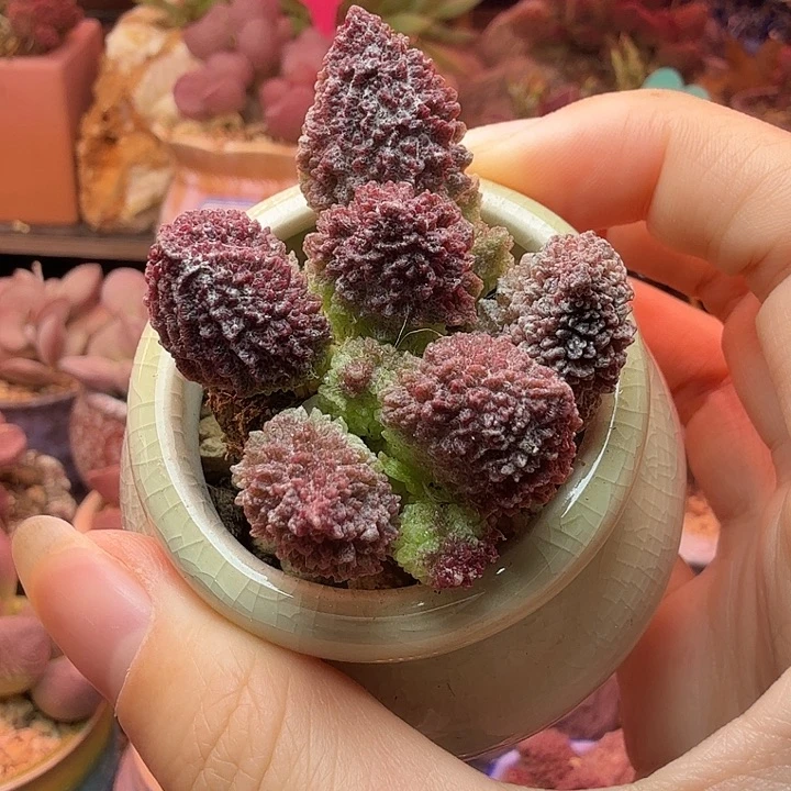 朱紫玉。